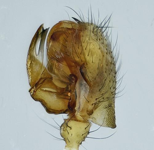 Réf. 226 719 : Lepthyphantes leprosus
